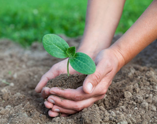 istock Planting a young seedling. Close-up. 1224865602