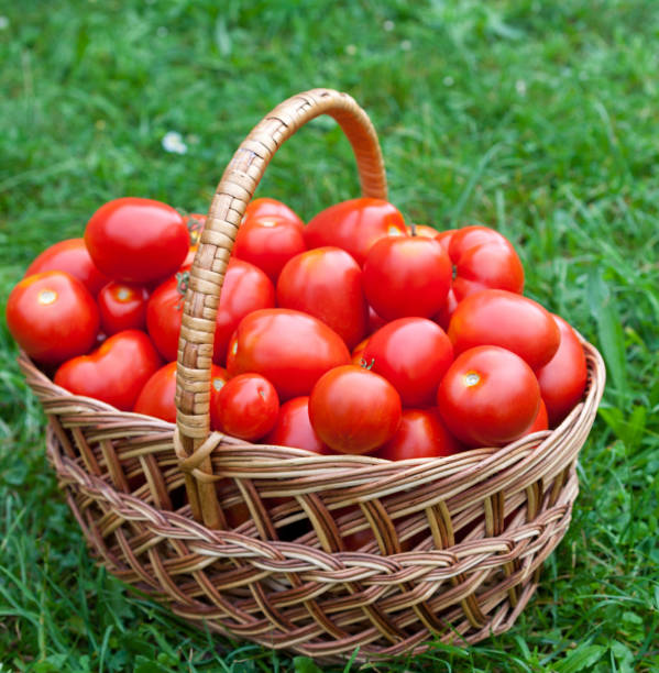 istock Red ripe tomatoes in the wicker basket 1224865604