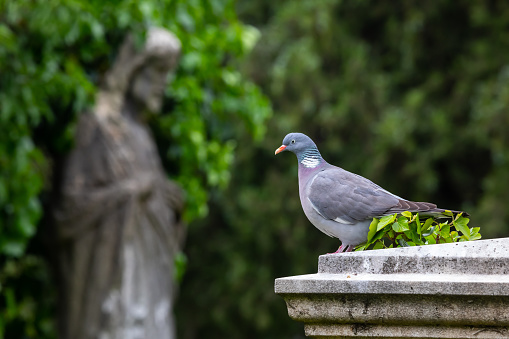 Cemetery scene: a Jesus statue with a dove in the foreground