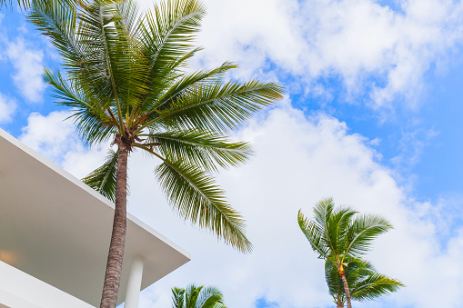Abstract minimal architecture background with white concrete exterior fragment and palm trees under blue cloudy sky