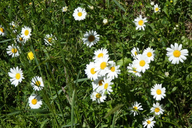 istock daisies on the side of the road 1224867070