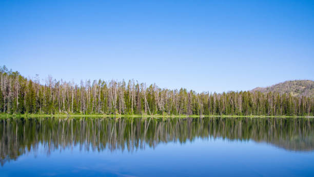 istock Reflection of pine trees meets blue sky and blue lake 1224867123