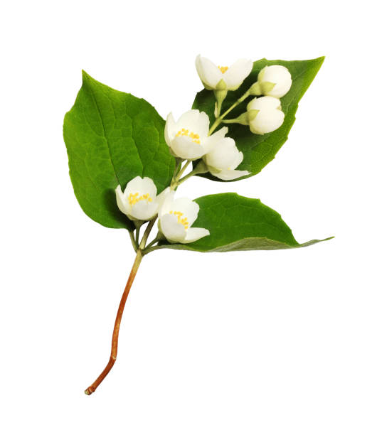 istock Jasmine flowers and leaves 1224867469