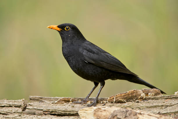Male Blackbird stock photo