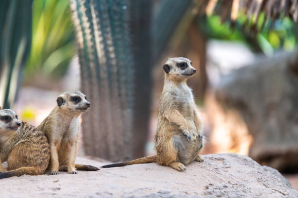 istock Suricata suricatta stands and observes 1224868343