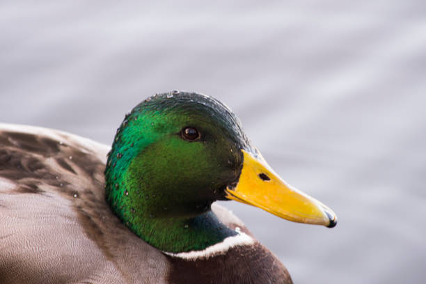 istock Mallard Duck Portrait 1224868479