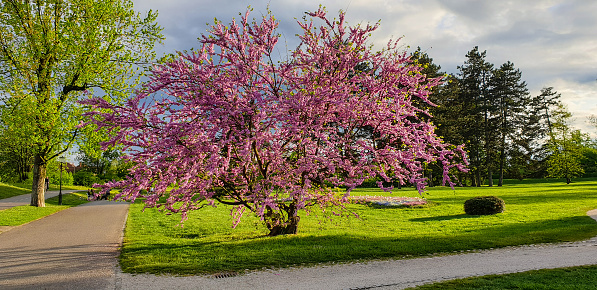 Scenic flowering tree - cercis siliquastrum - in the park in spring. Afternoon sunlight.