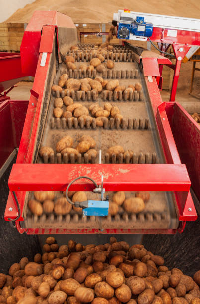 istock Harvested potatoes being processed in farm shed 1224869761