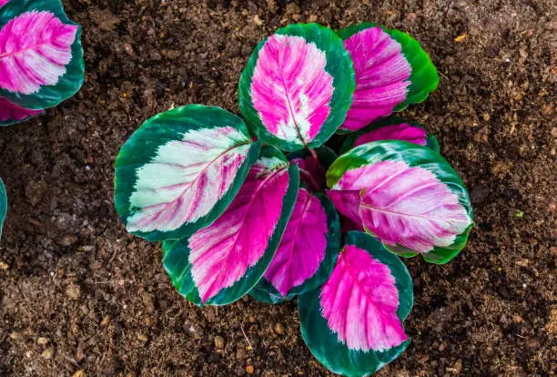 Photo of closeup of a pink elephant ear plant, tropical plant specie from America
