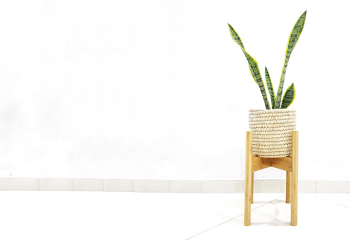 Snake plant in a woven flower pot on a nordic style plant stand. Houseplant with succulent green leaves against an empty white wall and tiled floor. Brightly lit indoor scene.