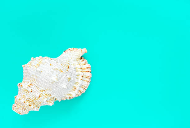 istock Malyusk shell, interior for bath or spa. Day of rest and relaxation. Flat lay, blue background with copy space. 1224876905