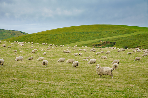 Herd of sheep grazing on the field.