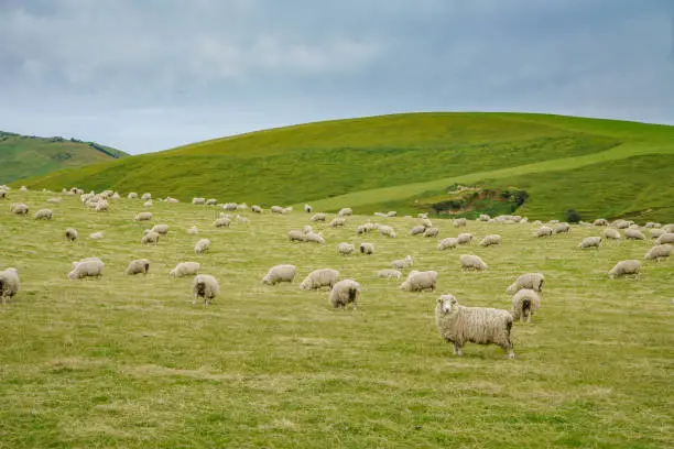 Photo of A ranch at Owaka Hwy, Owaka, Otago, New Zealand