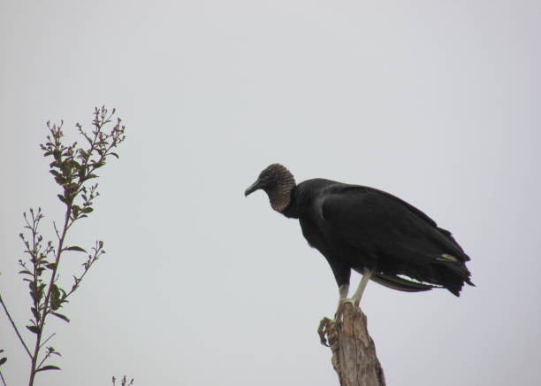 istock Black vulture Black-headed Vulture 1224879088
