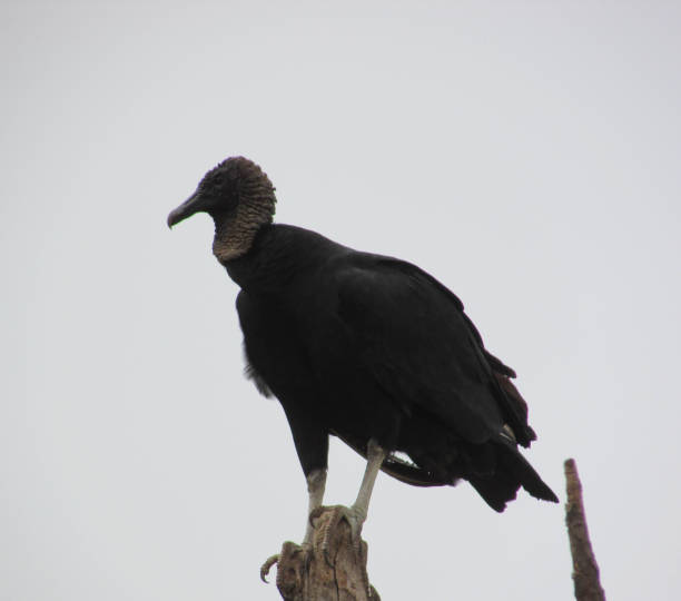 Black vulture Black-headed Vulture Black vulture Blackhead Vulture - black bird american black vulture photos stock pictures, royalty-free photos & images