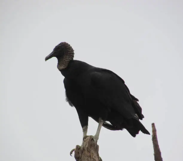 Black vulture Blackhead Vulture - black bird