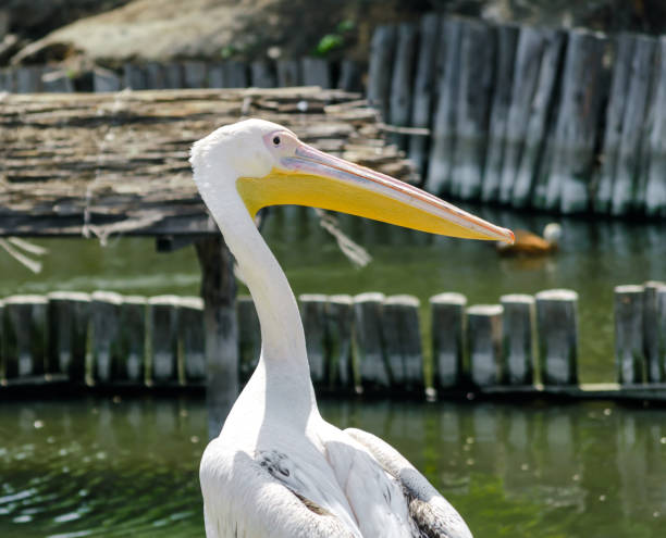 istock great white pelican on the lake 1224881003
