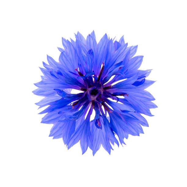 istock Close up of blue cornflower flower isolated 1224881213