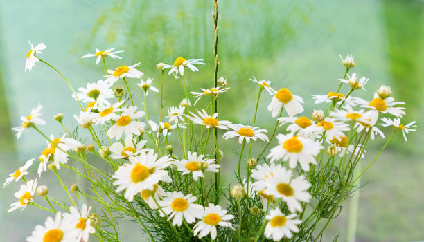 istock Bouquet of daisy or camomile. 1224881281