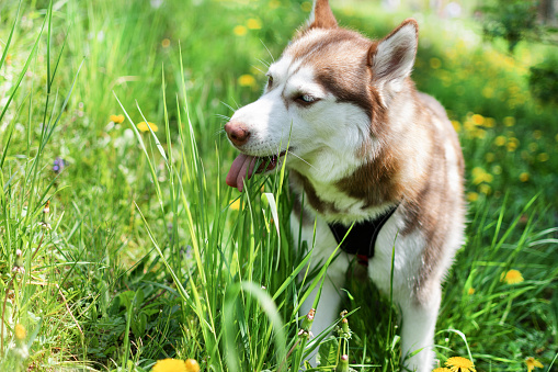 Brown Siberian husky dog with multi colored eyes on meadow eating grass.