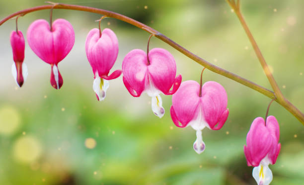 istock Pacific or wild bleeding heart, Dicentra Formosa flowers over light green background with bright bokeh. 1224882007