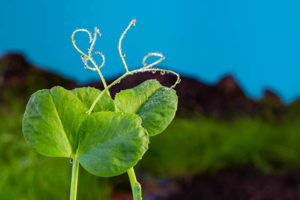 young pea sprout with dew drops on a field background.