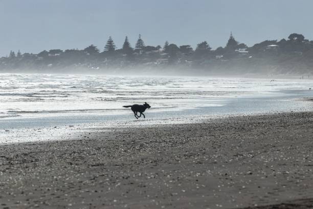 A dog running from the water's edge back up the beach to owner during first week of level three lockdown which allowed access to beaches to resume while maintaining physical distancing.