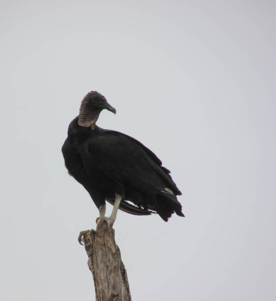 istock Black vulture Black-headed Vulture 1224882372