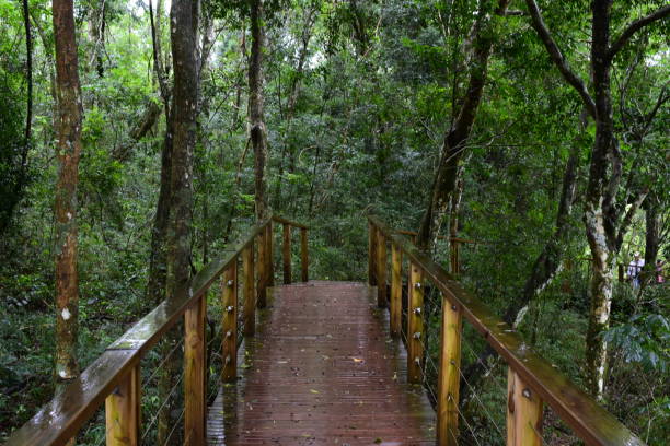 istock A wooden path to nature. 1224882759