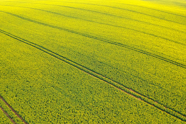 istock Yellow rapeseed field frome above 1224883829