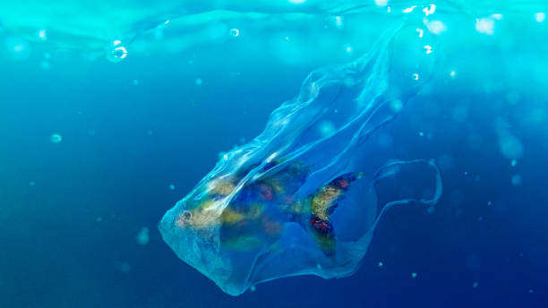 17,233 Plastic Ocean Animals Stock Photos, Pictures & Royalty-Free Images -  iStock