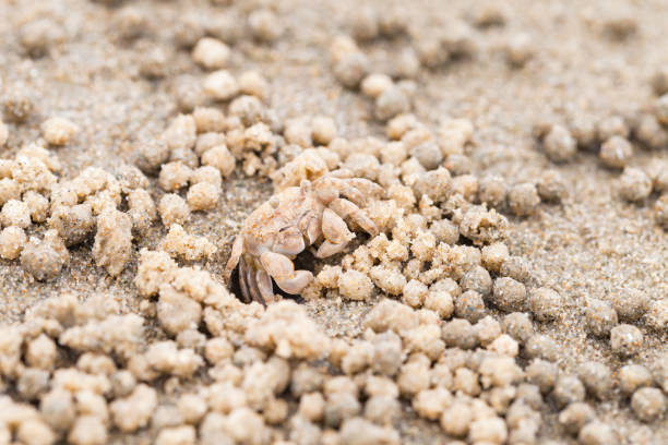 Sand bubbler crab. These small crabs feed by filtering sand through their mouthparts and leaving behind balls of sand