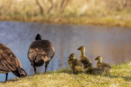 A family of Canada geese following their parents