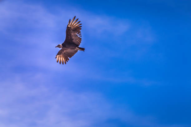 buitre negro euroasiático volando alto en el cielo con alas extendidas - cinereous fotografías e imágenes de stock