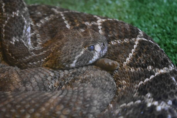 istock Beware of Snakes 1224884178