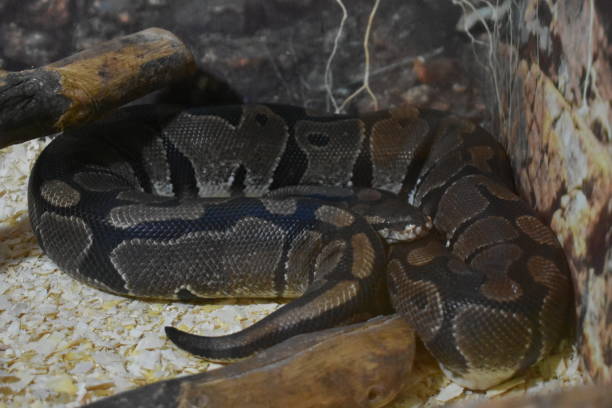 istock Beware of Snakes 1224884200