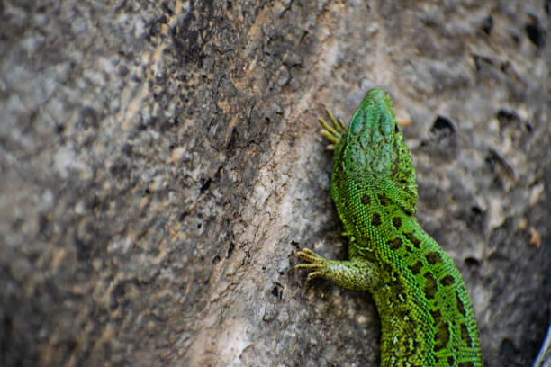 istock Green Lizard. Lacerta viridis. Oestliche Emerald Lizard. European green lizard. 1224885306