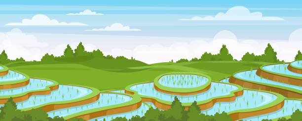 Rice field landscape vector illustration, cartoon flat rural farmland scenery with green paddy rice terraces with water, asian agriculture background Rice field landscape vector illustration. Cartoon flat rural farmland scenery with green paddy rice terraces, terraced farmer plantation for rice cultivation in water, asian agriculture background rice terrace stock illustrations