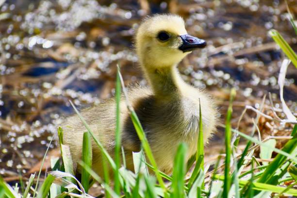 istock A fluffy baby goose 1224885877