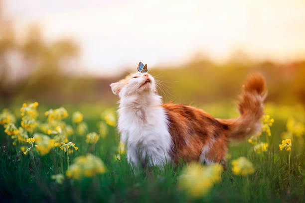 kelebek geldi ve bir yaz güneşli çiçekçi çayır üzerinde sevimli kürklü kedi burun oturdu - mayıs fotoğraflar stok fotoğraflar ve resimler