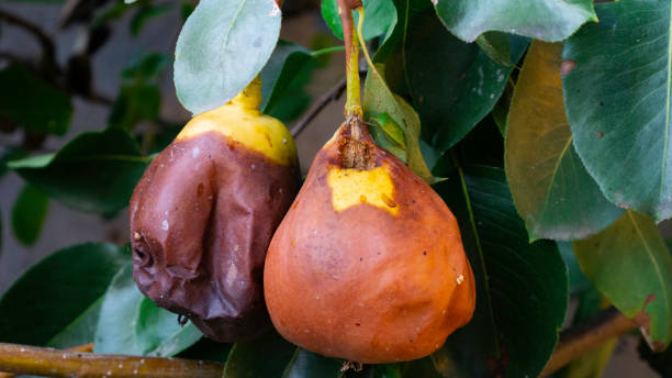 dois frutos mimados de uma pêra pendurada em um galho. - rotting pear fruit food - fotografias e filmes do acervo