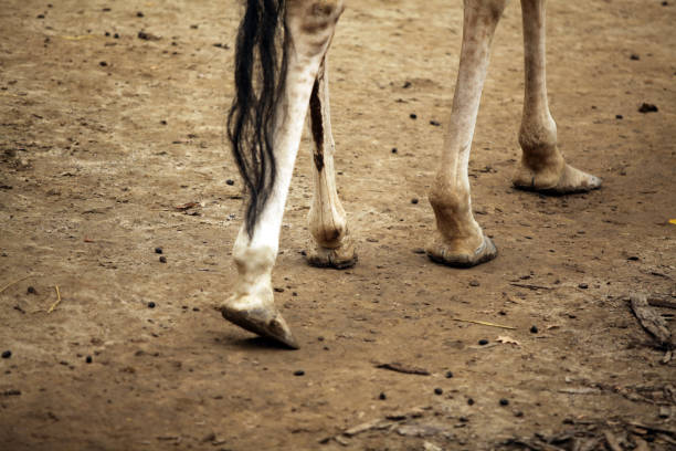 istock Feet of a Giraffe 1224886496