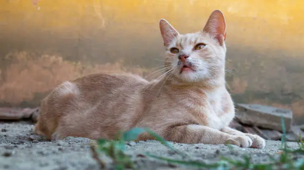 Orange cat lies in the dust in the yard.