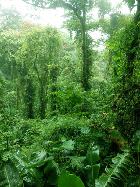 istock Costa Rica - Monteverde Cloud Forest 1224887422