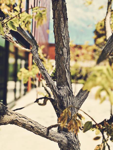 istock Close Up of a Small Tree in a Public Space 1224887630