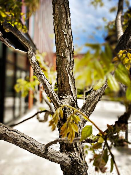 istock Close Up of a Small Tree in a Public Space 1224887638