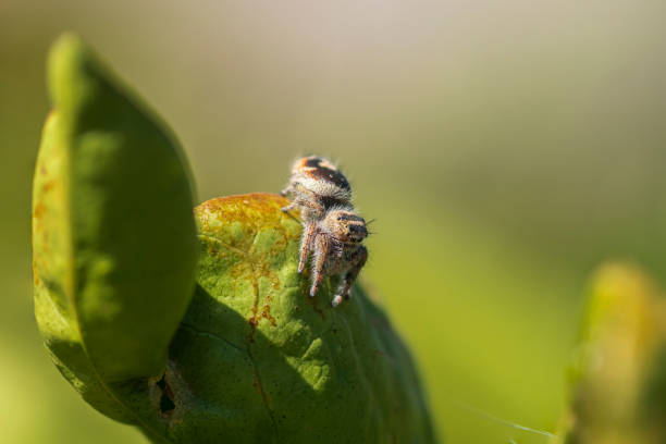 A jumping spider, phidippus californicus, in an orange tree located in the Sonoran Desert of Arizona during spring.  Image was focus-stacked from multiple images focused at different points on spider's body.