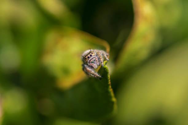 Jumping Spider, phidippus californicus, in an Orange Tree in Arizona