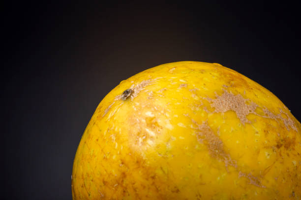 macro closeup showing texture and detail of the peel of a ripe vibrant yellow passion fruit against a dark grey background. - carbohydrate freshness food and drink studio shot imagens e fotografias de stock