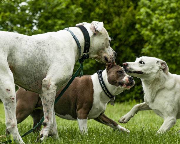 istock Dog that play with other dogs 1224891018